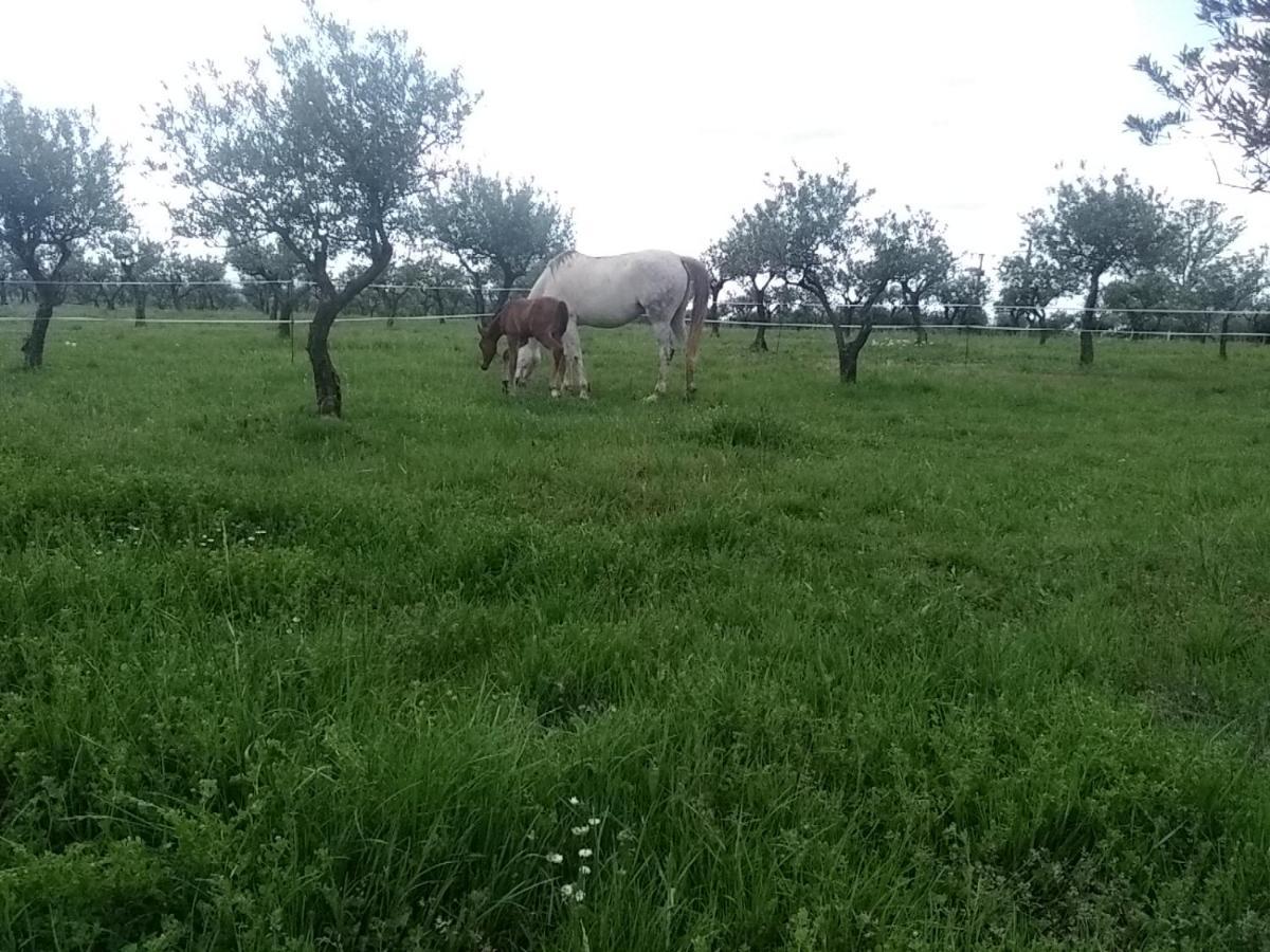 Studio Independant Dans Ferme Equestre أوبس المظهر الخارجي الصورة