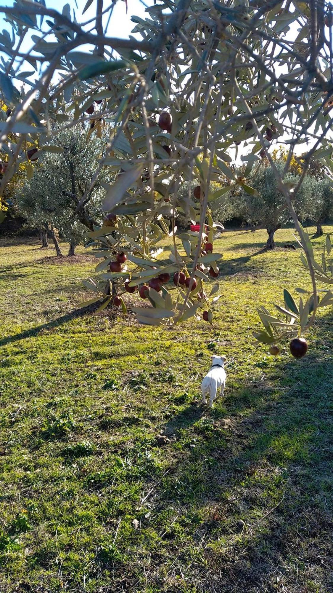 Studio Independant Dans Ferme Equestre أوبس المظهر الخارجي الصورة